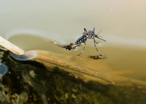 Mosquito in Standing Water